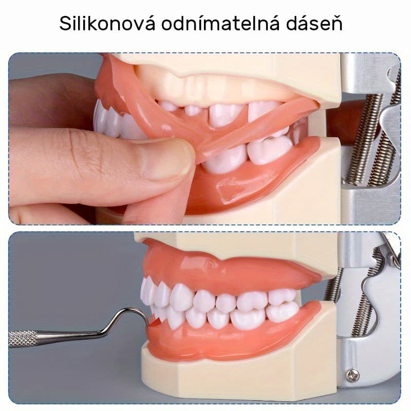 Model lidského chrupu rozložitelný výukový, 1 ks - náhled 5