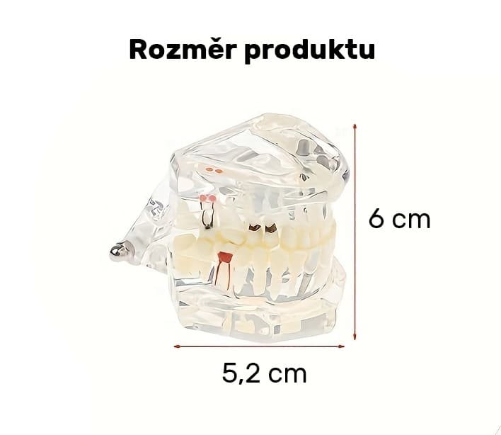 Model lidskeho chrupu anatomický, 1 ks - náhled 3