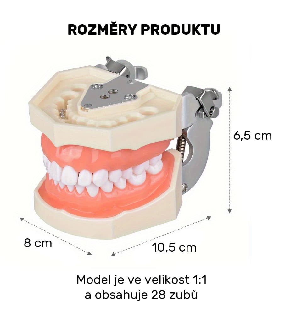Model lidského chrupu rozložitelný výukový, 1 ks - náhled 2