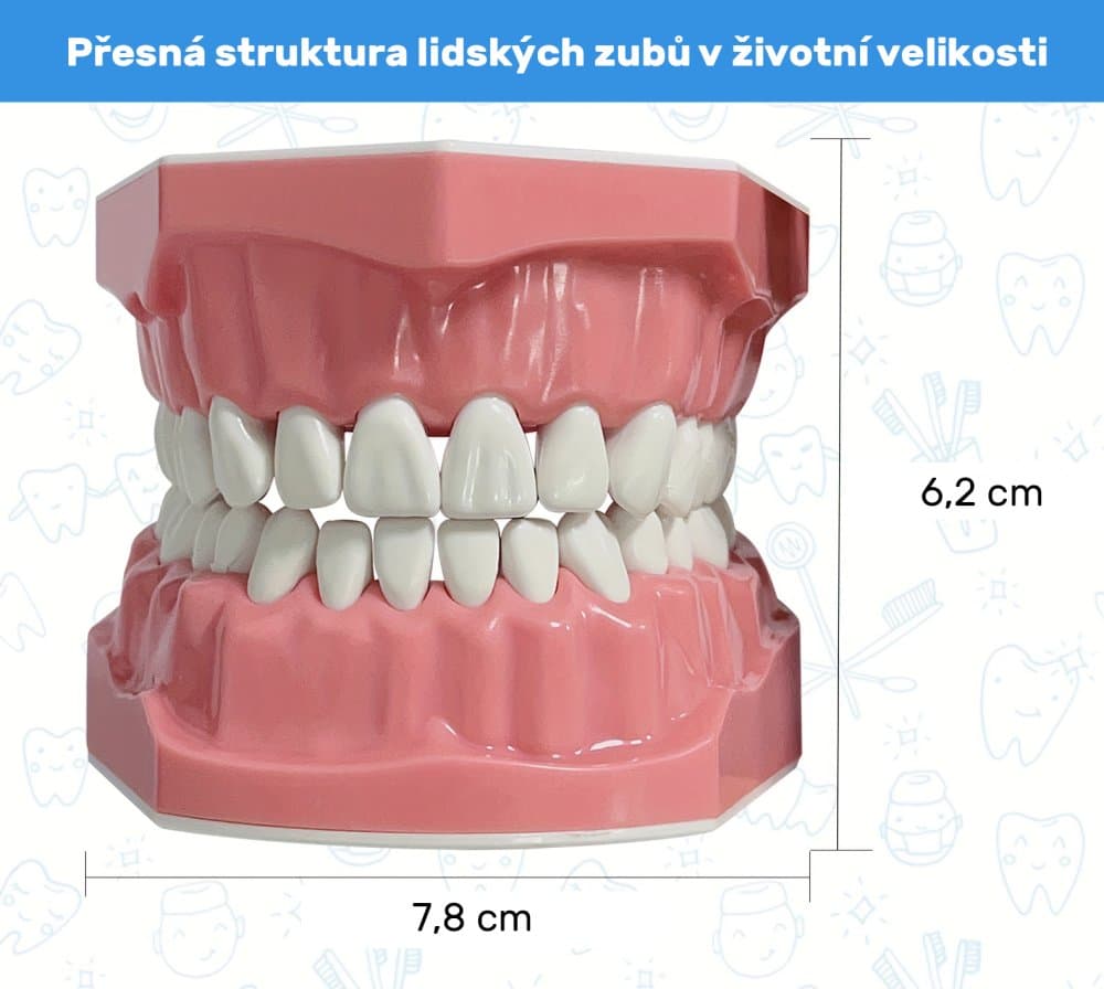 Model lidského chrupu s mezizub. prostory, 1 ks - náhled 3